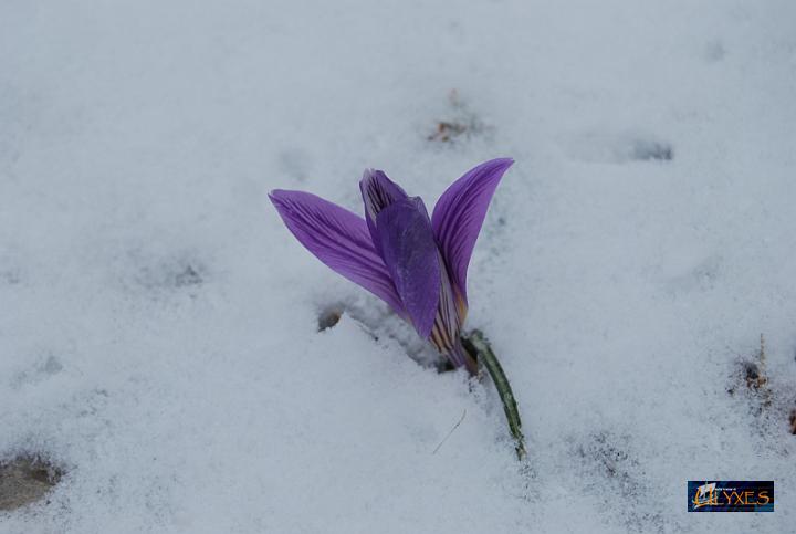 croco che spunta dalla neve.JPG